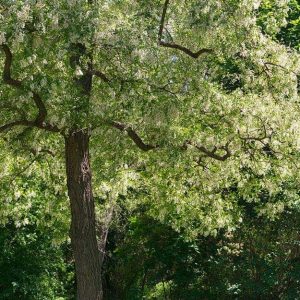 Un albero di