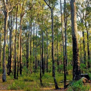 Foresta di alberi di jarrah, in Australia