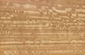 Primo piano sul caratteristico pattern del legno di eucalipto