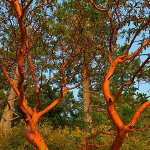 Bosco con in primo piano in tronco arancione del madrone del Pacifico