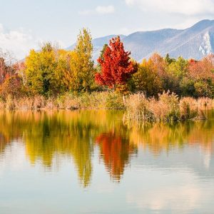 Panorama degli alberi affacciati sugli specchi d'acqua delle Torbiere del Sebino, in provincia di Brescia, con i colori autunnali delle foglie