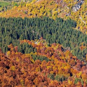 Vista dall'alto dei boschi dell'Oasi Zegna, in Piemonte, durante il foliage autunnale