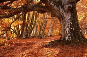 Gli alberi della faggeta di Canfaito, nelle Marche, in pieno autunno, con i colori del foliage