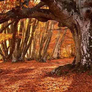 Gli alberi della faggeta di Canfaito, nelle Marche, in pieno autunno, con i colori del foliage