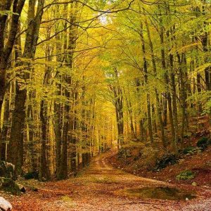 Uno dei sentieri nei boschi attorno a Pizzone (IS) in autunno