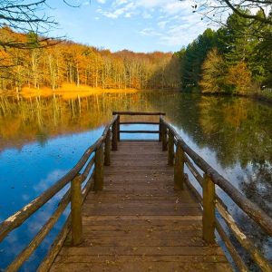 Una passerella in legno su un lago della Foresta Umbra, in Puglia, circondata da alberi, in autunno