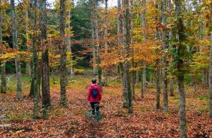 Un'escursionista con la giacca rossa vista di spalle all'interno della foresta di Fiorentini, in Sardegna, in autunno