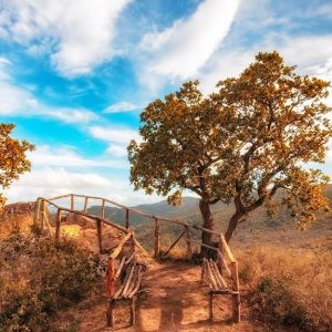 Uno scorcio del Bosco della Ficuzza, in Sicilia, con un p