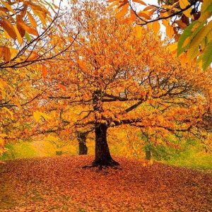 Un grande castagno in autunno, circondato da altri alberi su un tappeto di foglie gialle, nelle Foreste Casentinesi, in Toscana