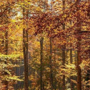 Il fitto degli alberi, in autunno, sull'altopiano del Cansiglio, sulle Prealpi