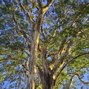 Vista dal basso dell'albero da cui si ricava il pau ferro