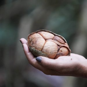 Una mano di donna con smalto scuro sta tenendo in mano un frutto dell'albero di andiroba, simile a una noce di cocco, parzialmente aperto per mostrare i grandi semi simili a noci al suo interno