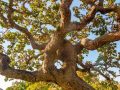 Vista ravvicinata di un albero di Caryocar, con i suoi caratteristici rami contorti