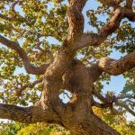 Vista ravvicinata di un albero di Caryocar, con i suoi caratteristici rami contorti