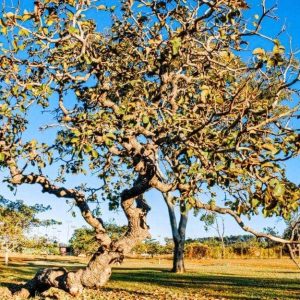 Albero di Caryocar brasiliano, dal quale si ricava il legno di pequia