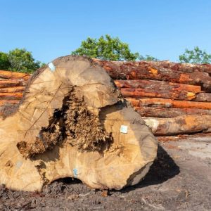 Tronco tagliato di un albero di Caryocar, con la sua caratteristica forma