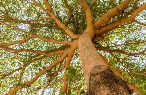 Grande albero di Terminalia ivorensis visto dal basso verso l'alto