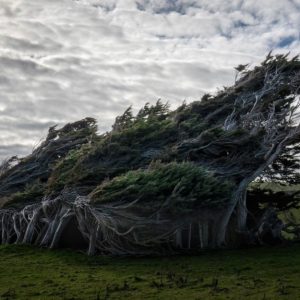 Un piccolo boschetto di alberi distorti dal vento a Slope Point, in Nuova Zelanda