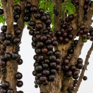 Dettaglio del tronco dell'albero jabuticaba, con i caratteristici frutti sferici attaccati alla corteccia