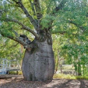 Un grande esemplare di albero bottiglia australiano, in un parco