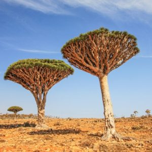 Due esemplari di albero del drago, con la loro caratteristica forma a ombrello