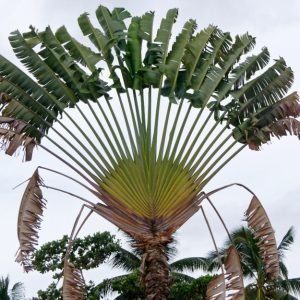 Un albero del viaggiatore, con la sua caratteristica forma a ventaglio