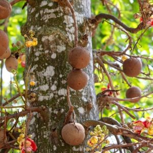 Dettaglio dei frutti sferici dell'albero delle palle di cannone