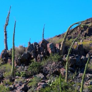 Degli esemplari di albero di boojum, simili a cactus, nel sud di Baja California, in Messico