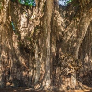 Il grande albero di Tule, vicino a Oaxaca, in Messico