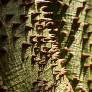 Dettaglio delle spine acuminate che crescono sulla corteccia dell'albero dinamite