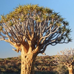 Un esemplare di albero faretra, con la sua caratteristica forma