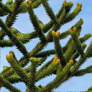 Dettaglio di un albero di araucaria araucana, con le sue foglie taglienti che ricoprono rami e tronco