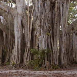 Un gigantesco esemplare di baniano, con radici aeree che scendono fino a terra