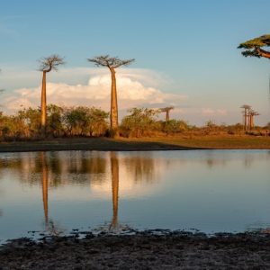 Panorama della savana africana con dei baobab che si riflettono su uno specchio d'acqua