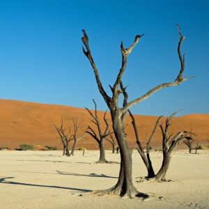 Il lago prosciugato di Deadvei, in Namibia, con le sue acacie morte