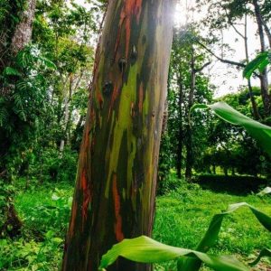 Il tronco dell'eucalipto arcobaleno, con la sottile corteccia che si sfoglia rivelando diversi colori