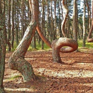 Gli alberi incurvati della foresta di Kaliningrad