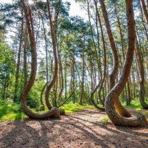 La foresta di Nowe Czarnowo, in Polonia, con i suoi bizzarri pini dai tronchi incurvati alla base