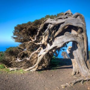 Un esemplare di ginepro delle Canarie piegato dal vento a El Sabinar, sull'isola di El Hierro, nelle Isole Canarie, con l'oceano sullo sfondo