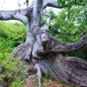 Il più antico albero di kapok dell’isola caraibica di Curaçao, con la sua strana forma distorta