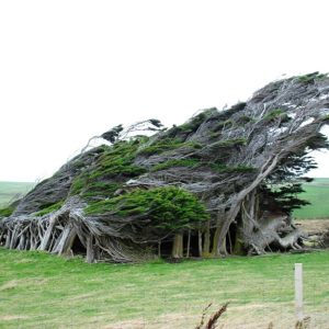 Un piccolo boschetto di alberi distorti dal vento a Slope Point, in Nuova Zelanda