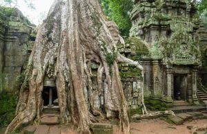 Il tempio di Ta Phrom, nella giungla cambogiana, con i grandi alberi che, con le loro radici, avvolgono le pietre dei templi