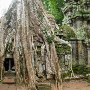 Il tempio di Ta Phrom, nella giungla cambogiana, con i grandi alberi che, con le loro radici, avvolgono le pietre dei templi