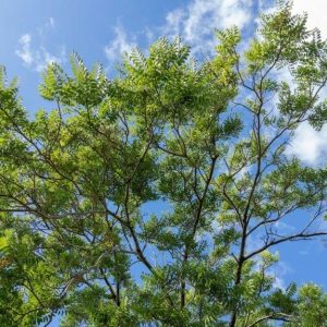 La chioma di un albero di Cedrela odorata