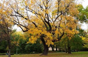 Una pianta di noce americano, con il fogliame giallo, in autunno, in un parco