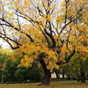 Una pianta di noce americano, con il fogliame giallo, in autunno, in un parco